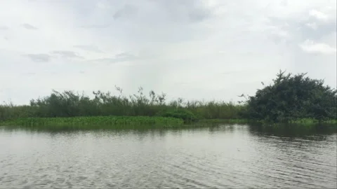 Panoramic View of Tropical Riverbank with Dense Water Plants and Trees Stock Footage 342495338