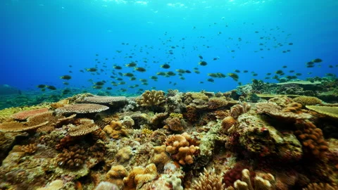 Panoramic View of Tropical Table Coral Reef with School of Fish - 4K Stock Footage 333754576