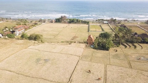 Panoramic view of tropics with rice fields and ocean in the distance Stock Footage 119701822