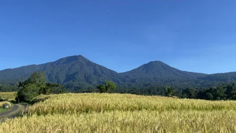 Panoramic View of Twin Mountains with Golden Rice Fields in Bali Stock Footage 336696381