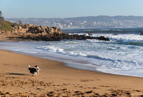 Panoramic view of two dogs playing at the beach with port city on the horizon Stock Photos