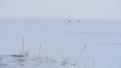 Panoramic view two people walking across the snow-covered Baltic sea 스톡 동영상 171311079