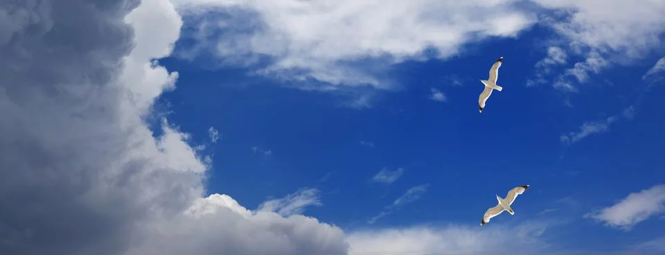 Panoramic view on two seagulls hover in sky with clouds Stock Photos