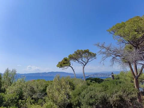 Panoramic view under pine forest shade 库存照片