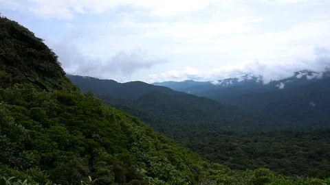 Panoramic View Of Untouched Jungle Forest [Slow Motion] Stock Footage 88961036