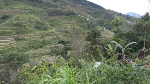 Panoramic view of the valley and mountains with rice terraces in Banaue Stock Footage 145542373
