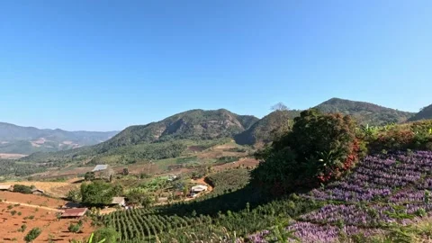 Panoramic view of valley with vineyards and flower plantations in northern Stock Footage 339983056