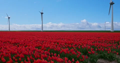 Panoramic view of vibrant red tulip rows and wind energy turbines Stock-Footage 333976397