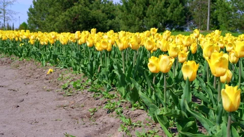 Panoramic View of Vibrant Yellow Tulip Field Under Bright Blue Sky Stock Footage 312263312