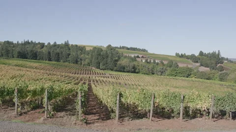 Panoramic view of vineyard and rolling farmland, static shot Stock Footage 332255851