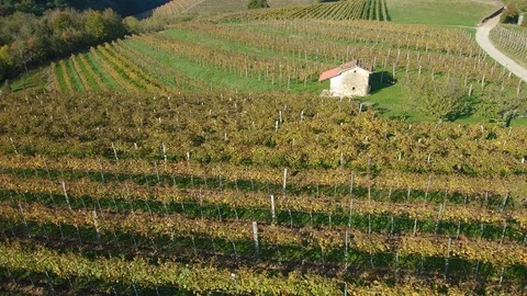 Panoramic view of vineyard in early autumn with vibrant yellow colors of fall Stock Footage 118994341