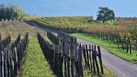 Panoramic view of vineyard in early autumn with vibrant yellow colors of fall Stock Footage 119003801