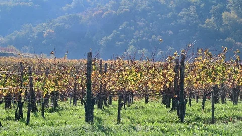 Panoramic view of vineyard in early autumn with vibrant yellow colors of fall Stock Footage 119012609