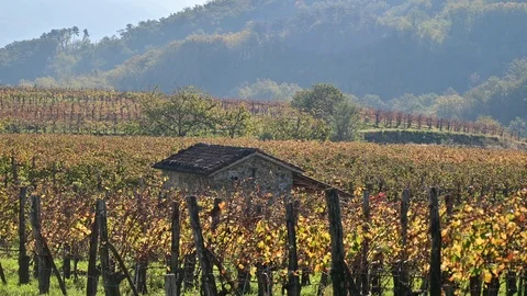 Panoramic view of vineyard in early autumn with vibrant yellow colors of fall Stock Footage 119013678