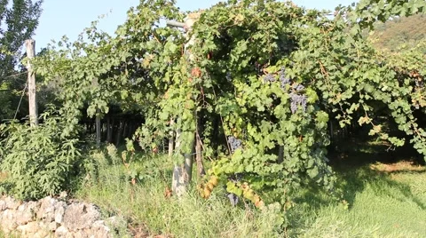 Panoramic view of a vineyard 스톡 동영상 67621427