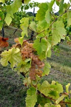 Panoramic view of a vineyard in Italy Foto stock