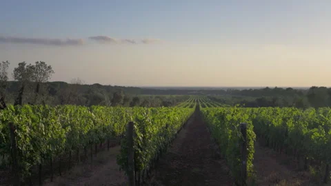 Panoramic View of Vineyard Rows at Sunset in Bolgheri Tuscany 動画素材 340819448