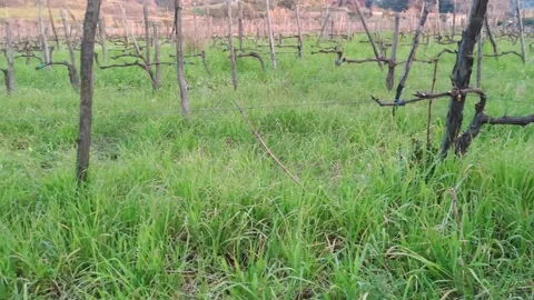 Panoramic View of the Vineyard. Spring Vineyard.  Stock Footage 177840636