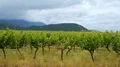 Panoramic view of vineyard with various sorts of grape growing near mountains HD Footage
