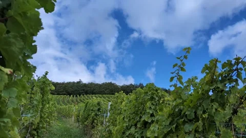Panoramic view of vineyards and blue sky with moving fast white clouds Video stock 289638742