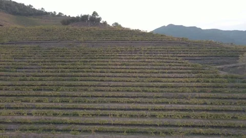 Panoramic view of vineyards gracing the mountainside in the warm glow of sunset Vídeos de archivo 261029966