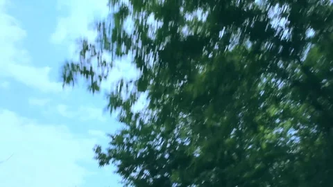 Panoramic view of vintage trees from a convertible car Stock Footage 76662174