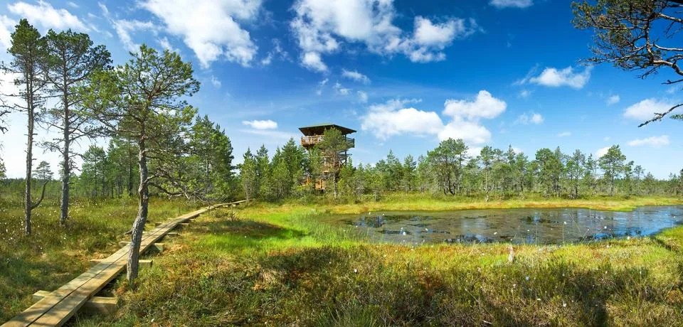 Panoramic view to Viru bogs Stock Photos