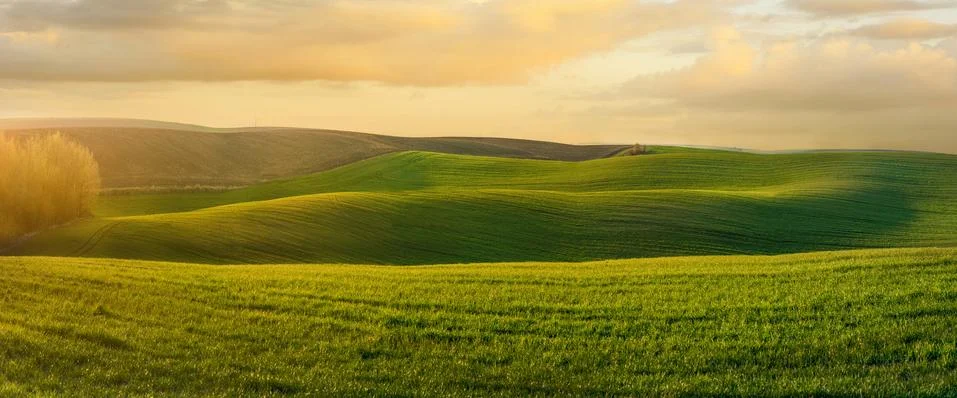 Panoramic view of wavy fields with lines of winter crops in spring at evening Stock Photos