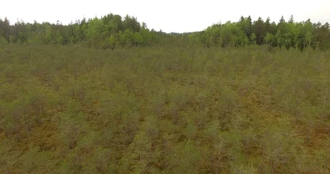 Panoramic view of wetland Stock Footage 95505681