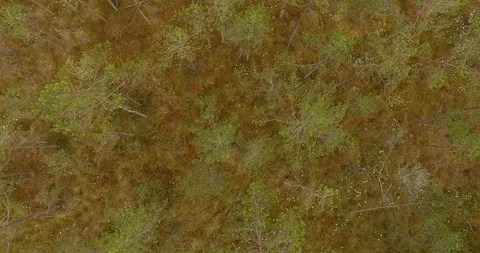 Panoramic view of wetland Video stock 95505949