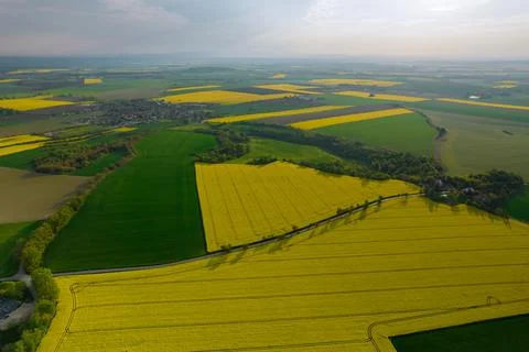 Panoramic view of wheat and rapeseed fields, trees and field road in the coun Stock Photos