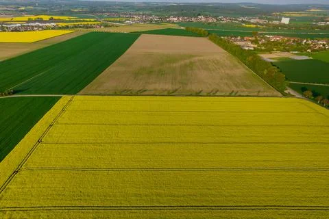 Panoramic view of wheat and rapeseed fields in the countryside. Stock Photos