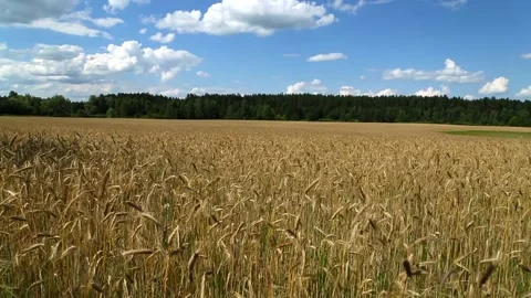 Panoramic view of a wheat field Stock Footage 96194690