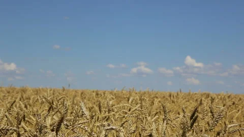 Panoramic view of wheat field Stock Footage 102167562