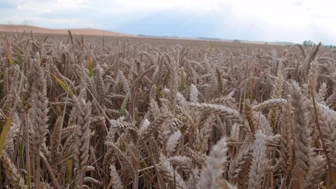 Panoramic view on a wheat field. Golden wheat field. Closeup Stock Footage 77280909