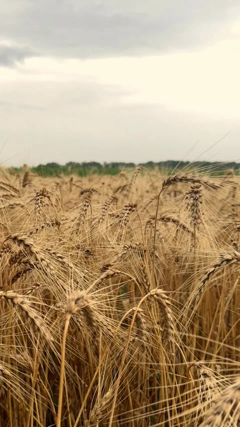 Panoramic View of Wheat Field Before Harvest Stock Footage 340340682