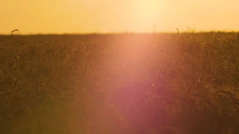 Panoramic view of wheat field at sunset 스톡 동영상 172557948