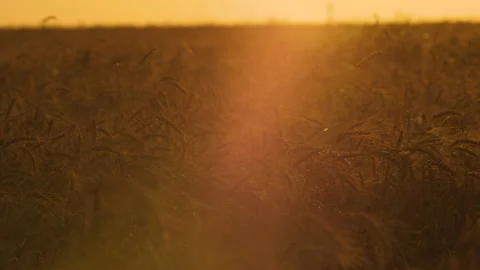 Panoramic view of wheat field at sunset 스톡 동영상 172558302