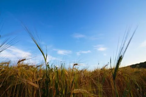 Panoramic view of a wheat field under summer sky Stock Photos