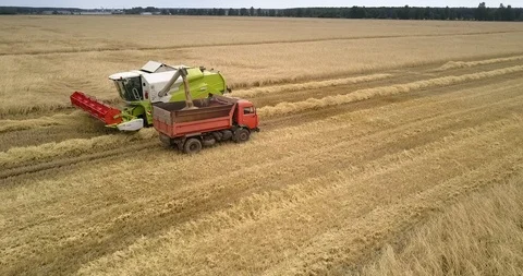 Panoramic view wheat loading process into lorry on farmland Video stock 99384632