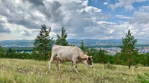 Panoramic view with white cows Stock-Fotos