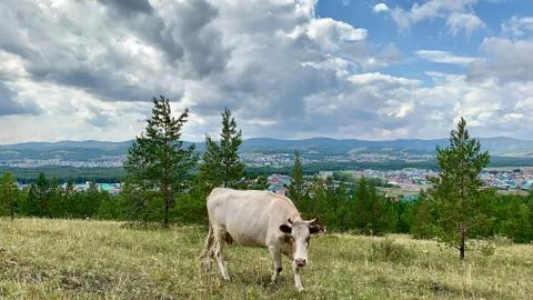 Panoramic view with white cows 库存照片