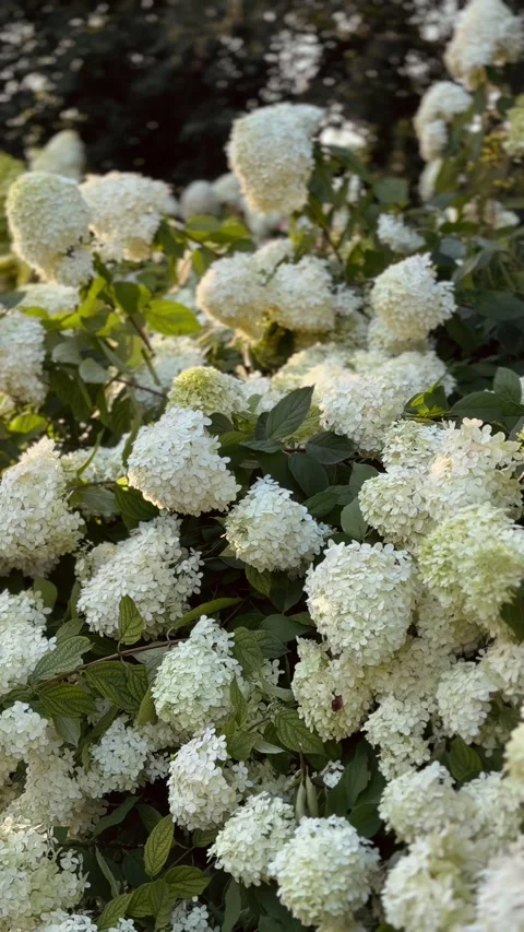 Panoramic view of white hydrangea flowers in golden light. Vertical video Stock Footage 281084643