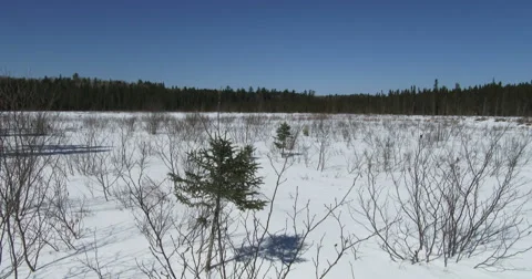 Panoramic view of the wild environment in Algonquin Provincial Park, Canada Video stock 49010046