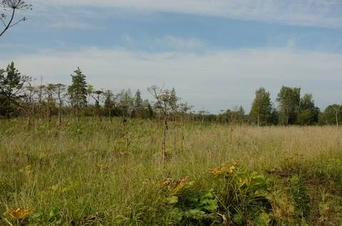 Panoramic View of Wild Fields with Tall Hogweed Under a Blue Sky Stock Photos