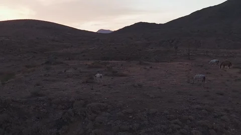 Panoramic view of wild horses grazing peacefully on a desert mesa in Arizona. Stock Footage 339296005