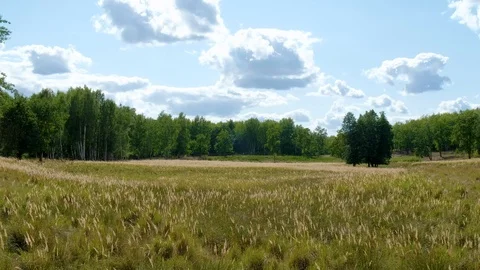 Panoramic view of a wild meadow in front of a forest. 스톡 동영상 96121181