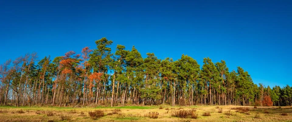 Panoramic view of wild pine tree forest at Spring, near Magdeburg, Germany, s Stock Photos