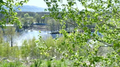 Panoramic view, wind, birch, lake, mountains. Stock Footage 192003193