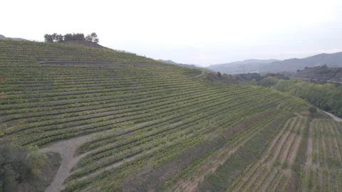 Panoramic view of wine fields. vineyards on a mountainside at sunset Stock Footage 259436840